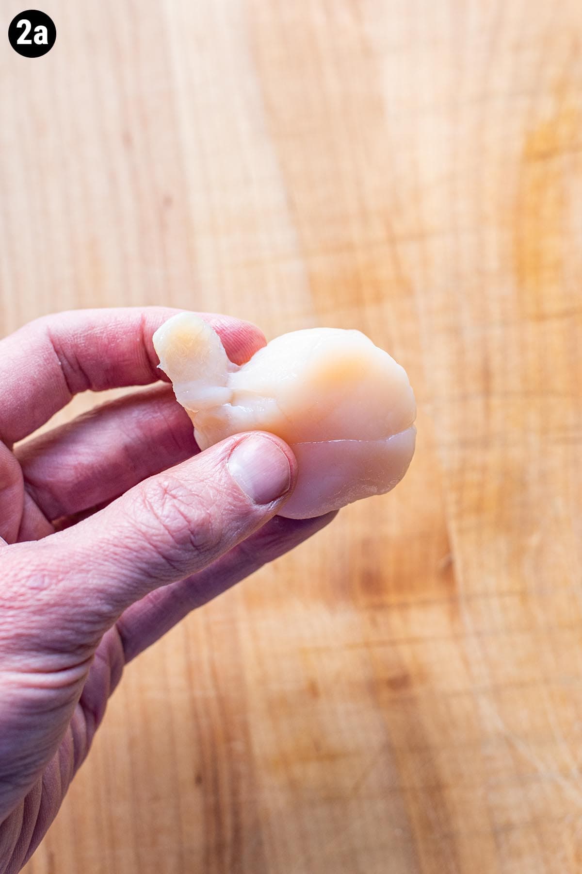 Hand holding a raw scallop with the side muscle coming off the body of the scallop.